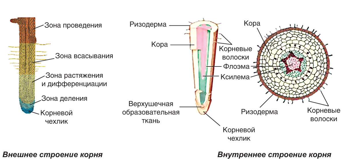 Рисунок кончика корня под микроскопом